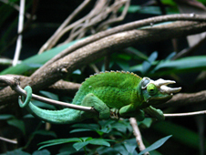 Chameleon at Melbourne Zoo